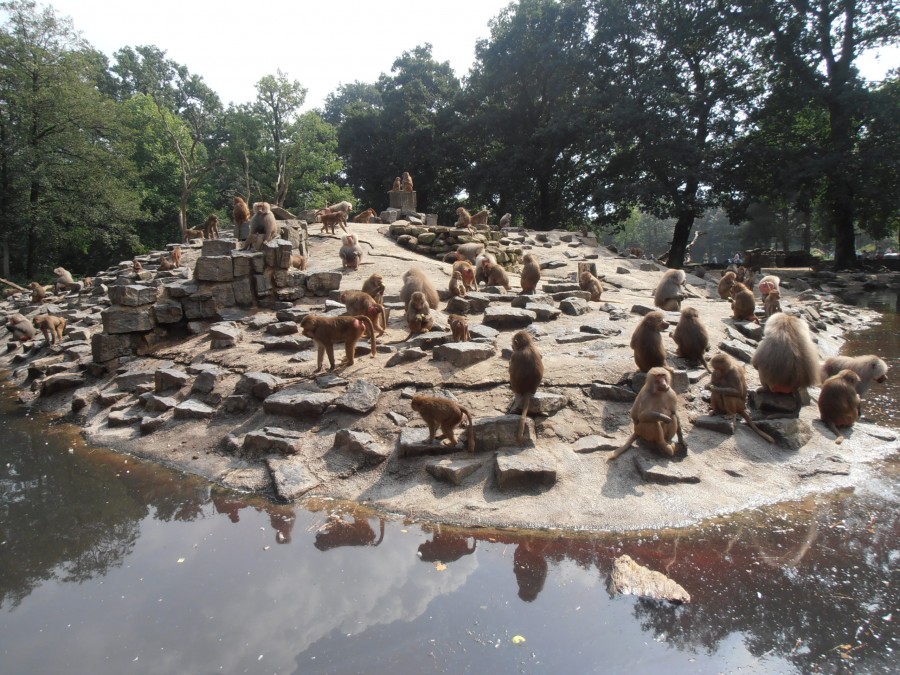 dierenpark emmen apen